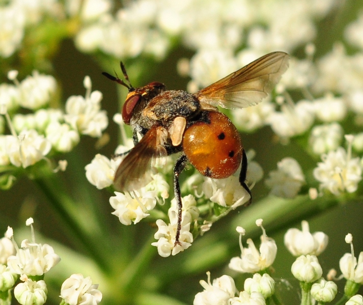 Gymnosoma